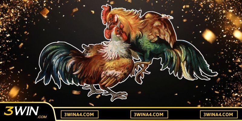 Gà đá Mỹ nhập được đầu tư kỹ lưỡng