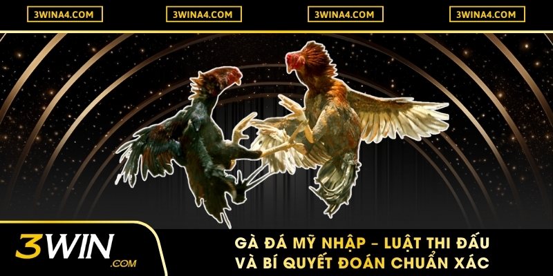Gà Đá Mỹ Nhập – Luật Thi Đấu Và Bí Quyết Đoán Chuẩn Xác