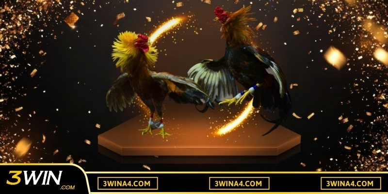 Tìm hiểu phong độ gà chiến để lựa chọn theo trận đấu