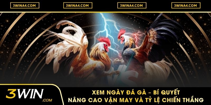 Xem ngày đá gà – Bí quyết nâng cao vận may và tỷ lệ chiến thắng