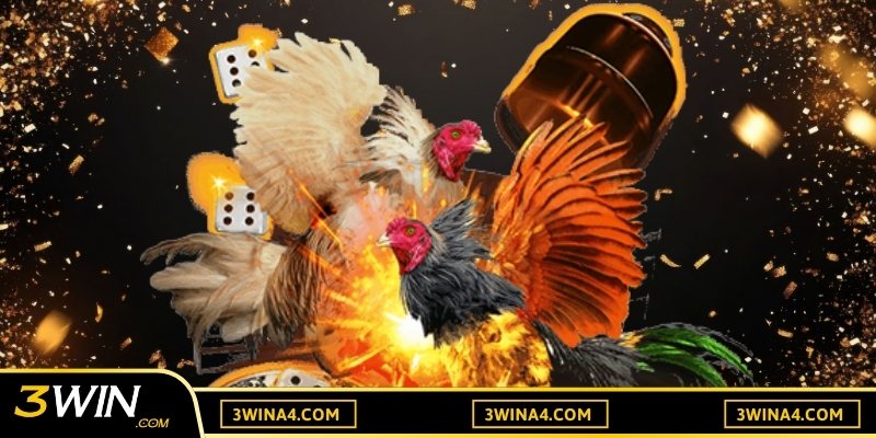 Xem xét kỹ lưỡng hướng chuồng và hướng ra trận